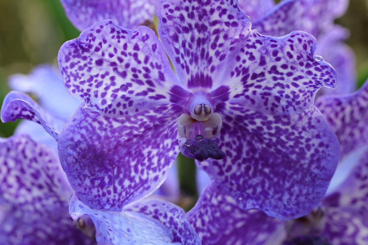 orquidea, orquídea, orquideas, flores para jardin interior, Miltonia, Dendrobium, Cymbidium